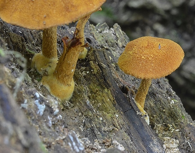 flamulaster žltooranžový Flammulaster limulatus (Fr.) Watling