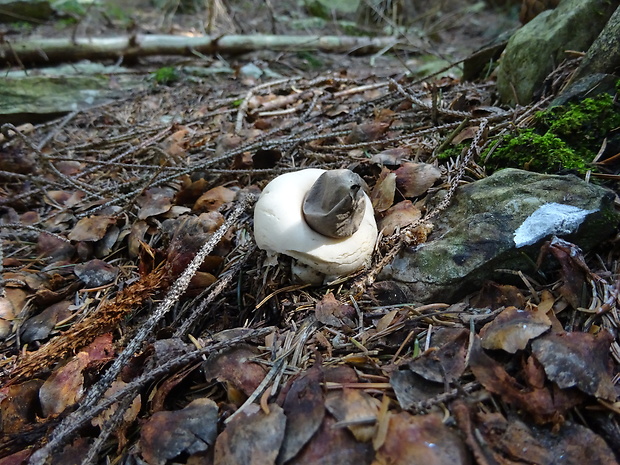 hviezdovka strapkatá Geastrum fimbriatum Fr.