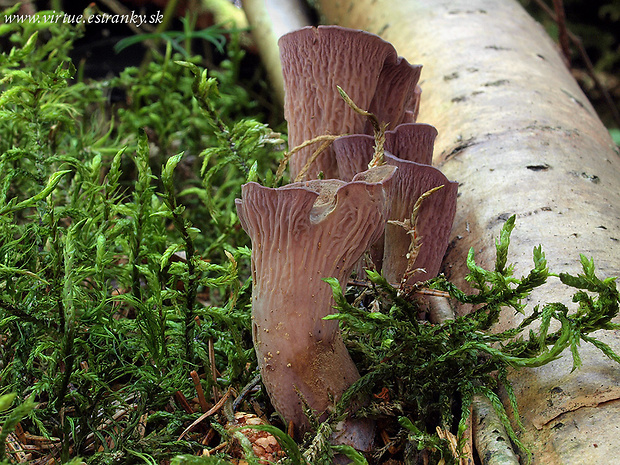 lievikovec kyjakovitý Gomphus clavatus (Pers.) Gray