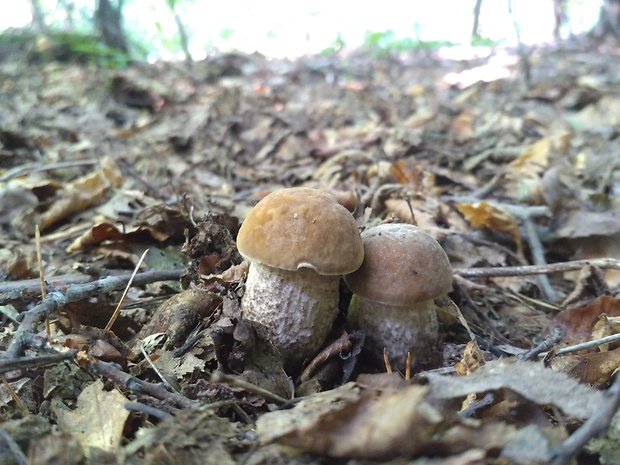 kozák hrabový Leccinum pseudoscabrum (Kallenb.) Šutara