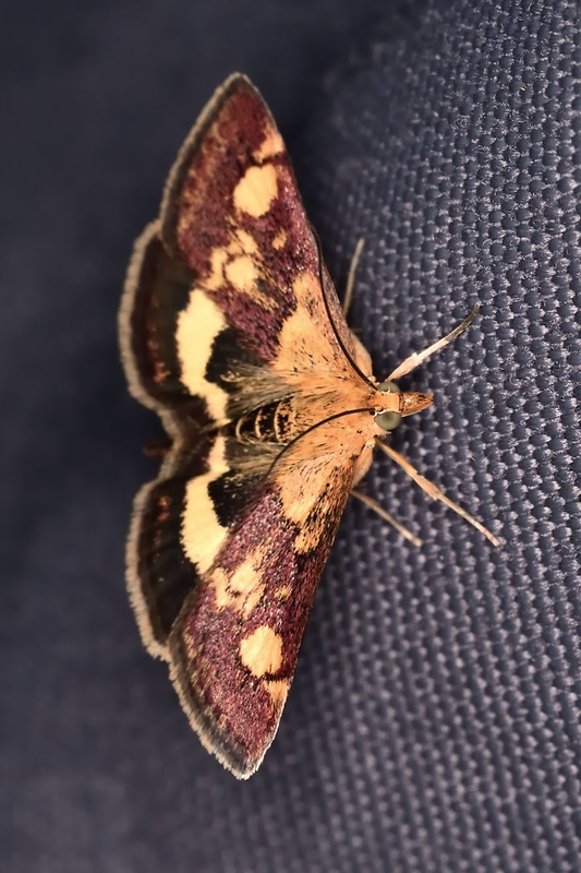 vijačka zlatoškvrná Pyrausta aurata