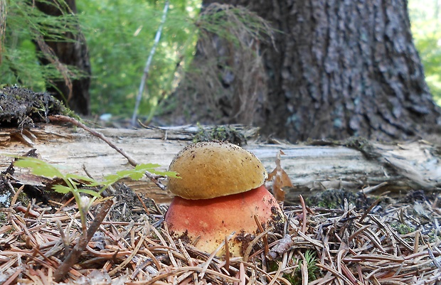 hríb zrnitohlúbikový Sutorius luridiformis (Rostk.) G. Wu & Zhu L. Yang