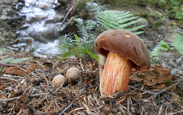 hríb zrnitohlúbikový Sutorius luridiformis (Rostk.) G. Wu & Zhu L. Yang