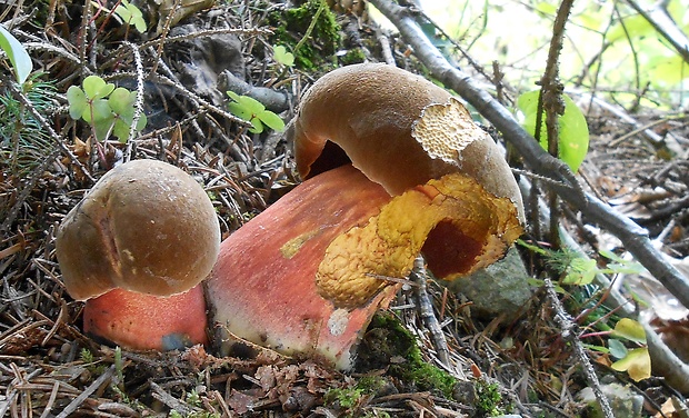 hríb zrnitohlúbikový Sutorius luridiformis (Rostk.) G. Wu & Zhu L. Yang