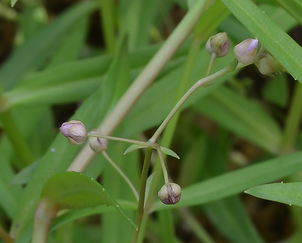 veronika štítovitá Veronica scutellata L.