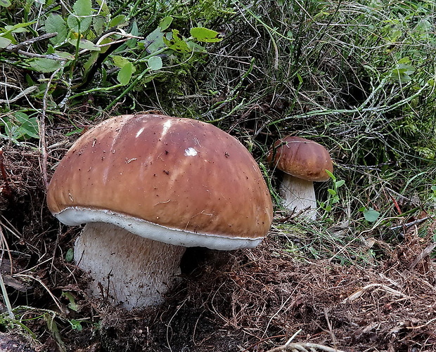 hríb smrekový Boletus edulis Bull.