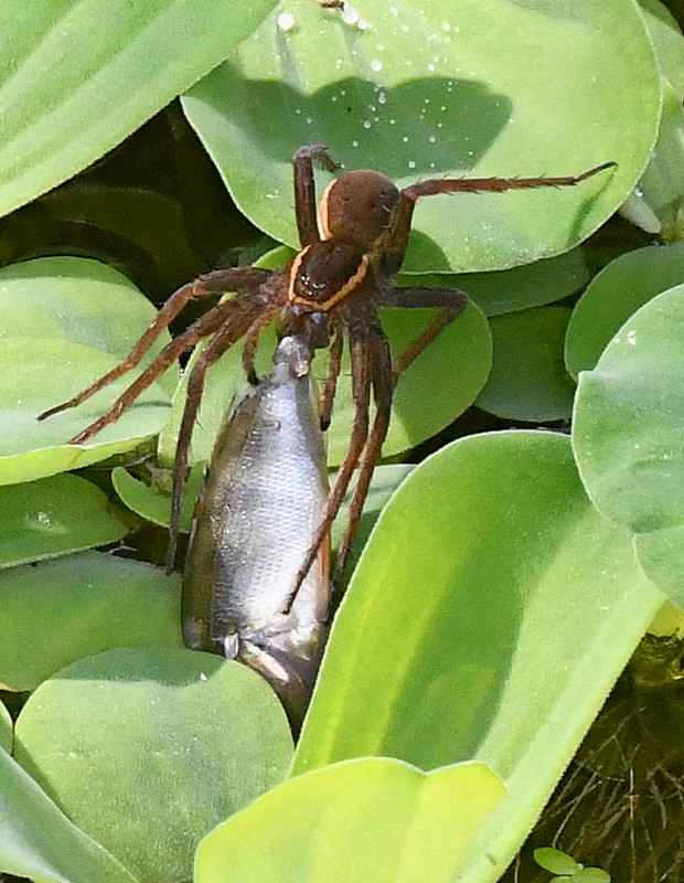 lovčík vodný Dolomedes fimbriatus (Clerck, 1757)