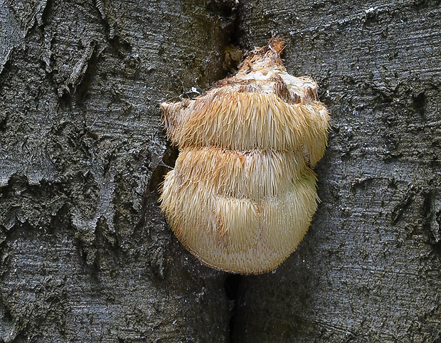 koralovec ježovitý Hericium erinaceus (Bull.) Pers.