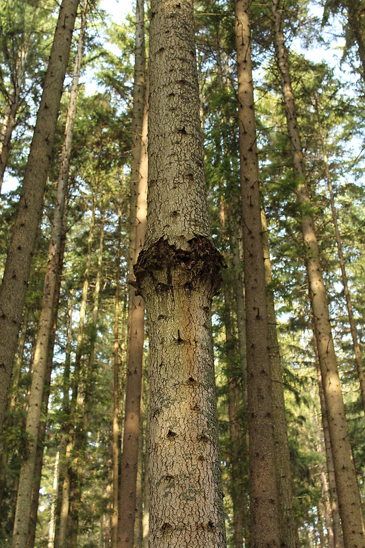 metlovka jedľová Melampsorella caryophyllacearum (DC.) J. Schröt.