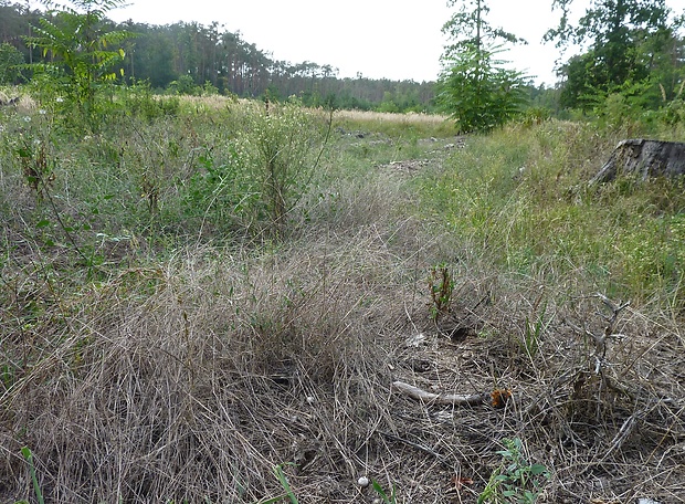 stopkovec vláknitý -biotop Tulostoma fimbriatum aff.