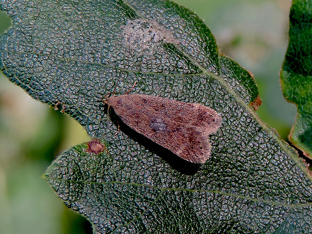 psota cerová / makadlovka Anacampsis timidella  Wocke, 1887