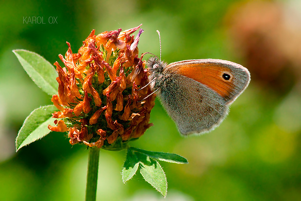 očkáň pohánkový Coenonympha pamphilus