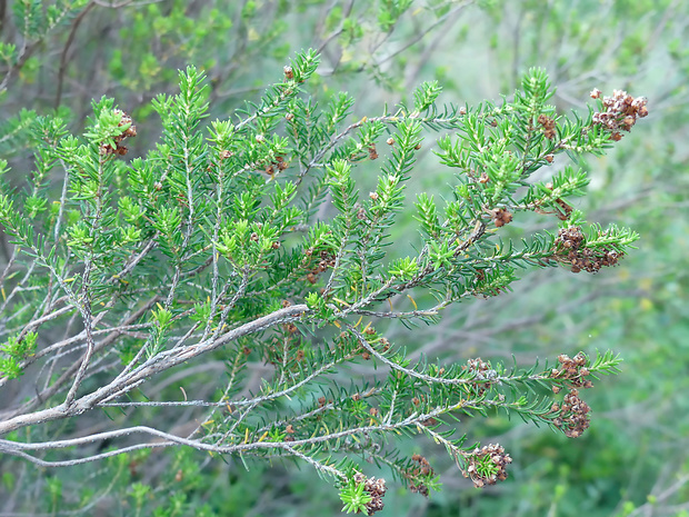 vresovec stromovitý Erica arborea L.