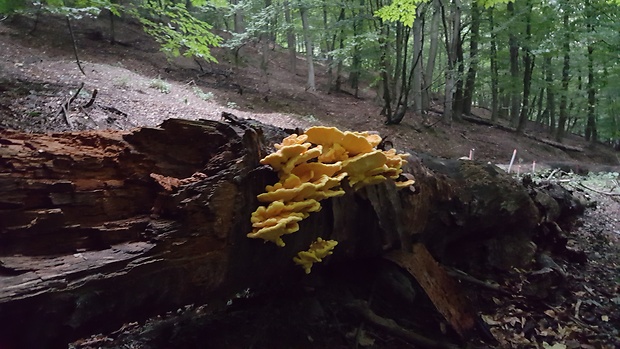 sírovec obyčajný Laetiporus sulphureus (Bull.) Murrill