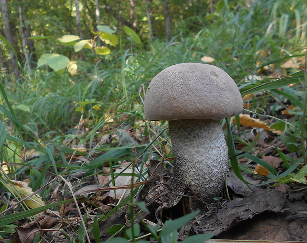 kozák topoľový Leccinum duriusculum (Schulzer ex Kalchbr.) Singer