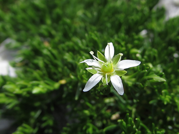 meringia Moehringia ciliata (Scop.) Dalla Torre