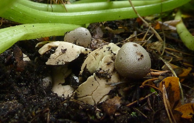 mnohokrčka dierkovaná Myriostoma coliforme (Dicks.) Corda