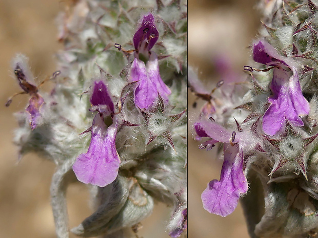 čistec Stachys cretica subsp. salviifolia