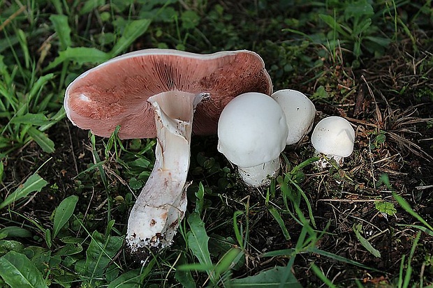 pečiarka poľná Agaricus campestris L.