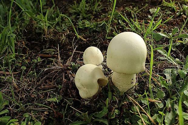 pečiarka poľná Agaricus campestris L.