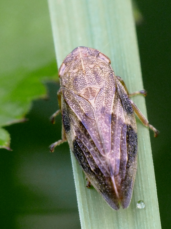 peniarka jeľšová Aphrophora alni