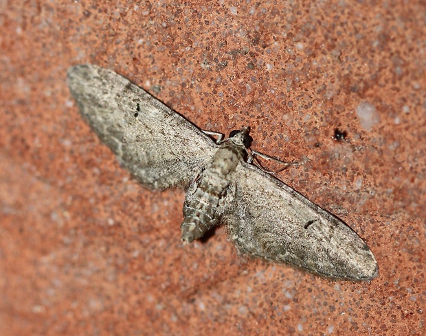 ? Eupithecia innotata