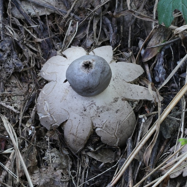 hviezdovka tmavá Geastrum coronatum Pers.