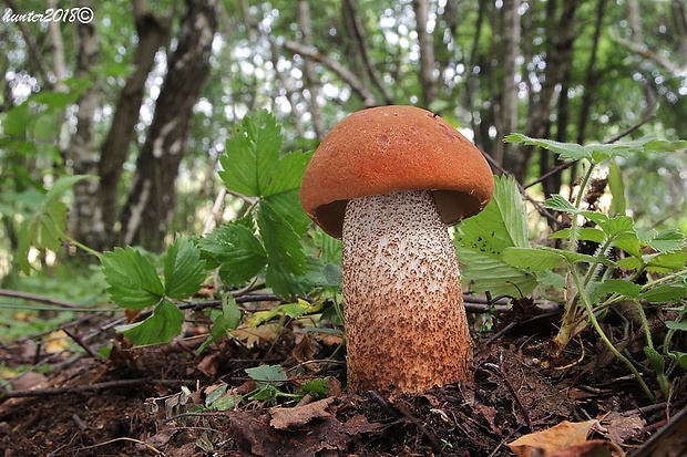 kozák dubový Leccinum aurantiacum (Bull.) Gray