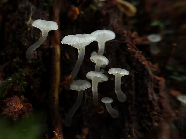 kalichovka vrúbkovaná Lichenomphalia cf. umbellifera (L.) Redhead, Lutzoni, Moncalvo & Vilgalys