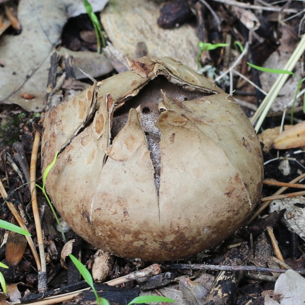 mnohokrčka dierkovaná Myriostoma coliforme (Dicks.) Corda