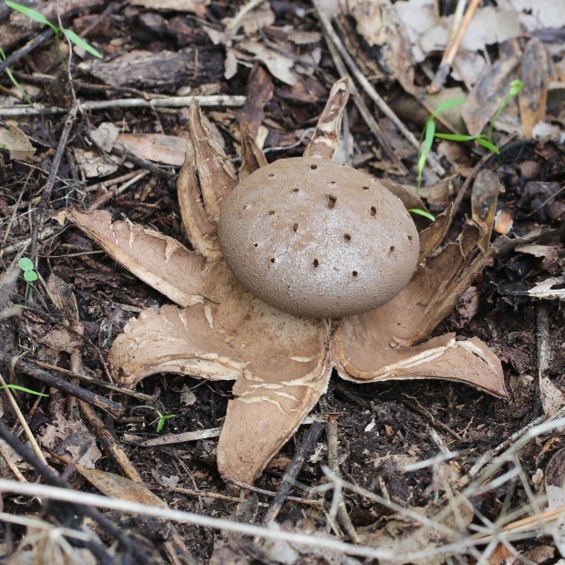 mnohokrčka dierkovaná Myriostoma coliforme (Dicks.) Corda