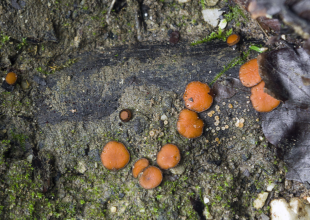 štítovnička Scutellinia sp.