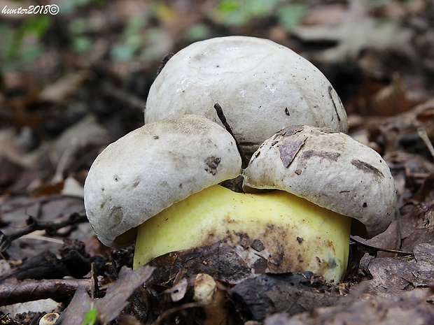 hríb horký Caloboletus radicans (Pers.) Vizzini