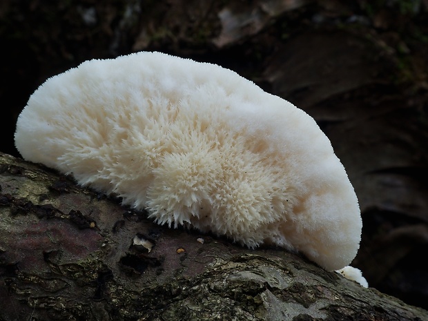 zubček teplomilný Climacodon pulcherrimus (Berk. & M.A. Curtis) Nikol.