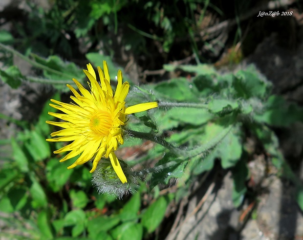 jastrabník huňatý Hieracium villosum Jacq.