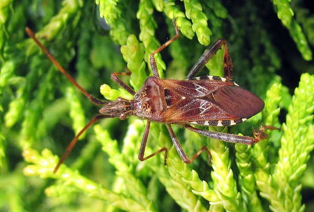 obrubnica americká (sk), vroubenka americká (cz) Leptoglossus occidentalis Heidemann, 1910