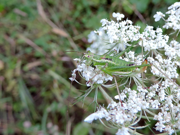 kobylka bielopása / kobylka bělopruhá ♀ Leptophyes albovittata Kollar, 1833