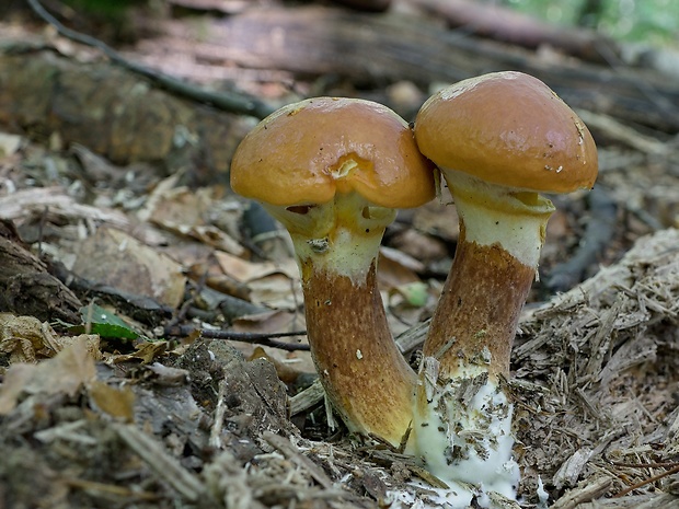 masliak smrekovcový Suillus grevillei (Klotzsch) Singer