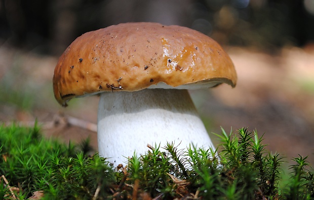 hríb smrekový Boletus edulis Bull.