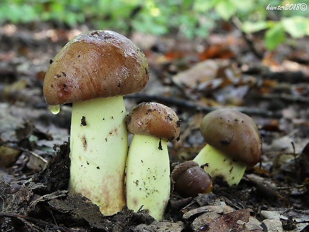 hríb príveskatý Butyriboletus appendiculatus (Schaeff. ex Fr.) Secr.