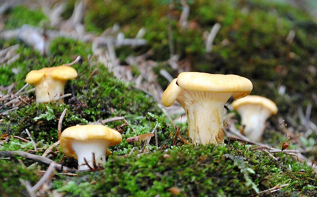 kuriatko Cantharellus sp.