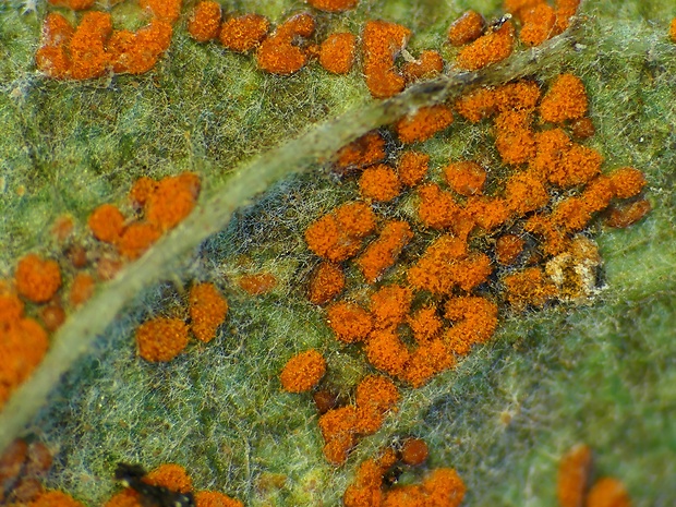pľuzgiernička starčeková Coleosporium senecionis (Pers.) Fr.