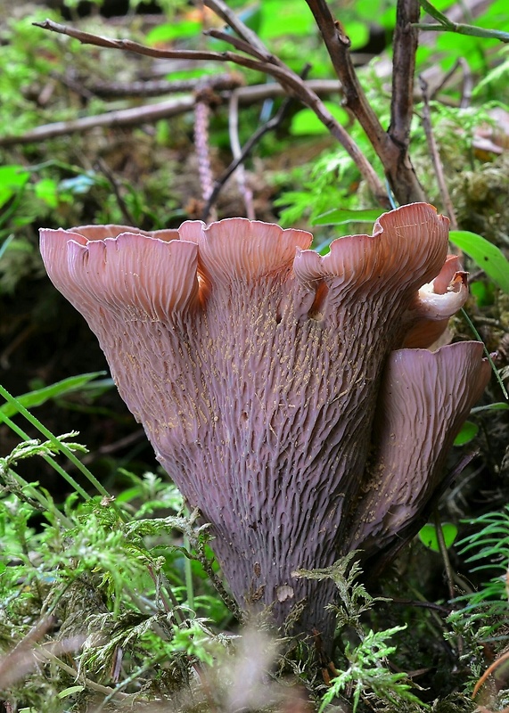 lievikovec kyjakovitý Gomphus clavatus (Pers.) Gray