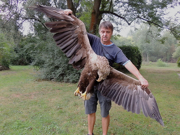 orel mořský Haliaeetus albicilla