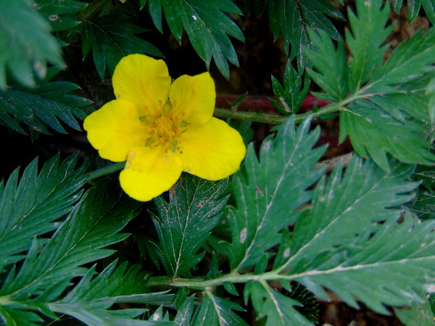 nátržník husí Potentilla anserina L.