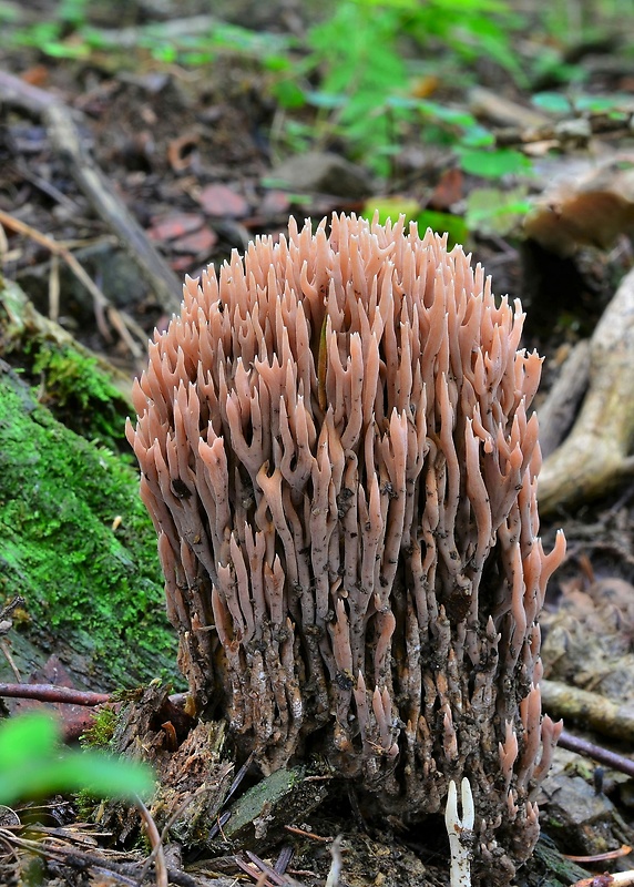 strapačka Ramaria sp.