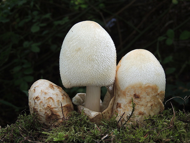 pošvovec stromový Volvariella bombycina (Schaeff.) Singer