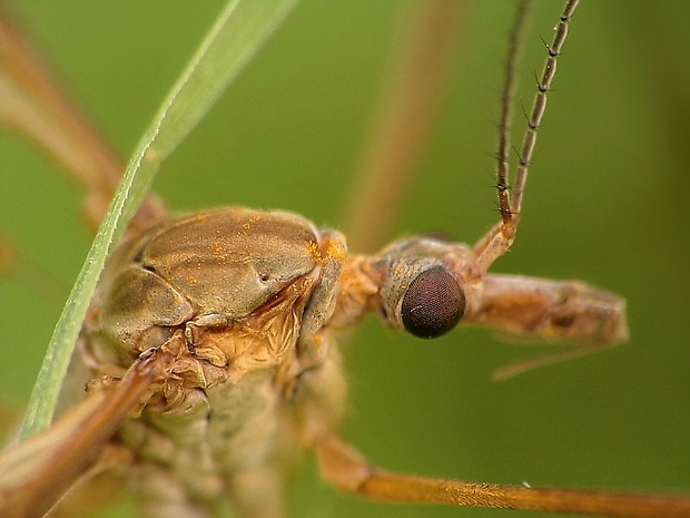 tipuľa