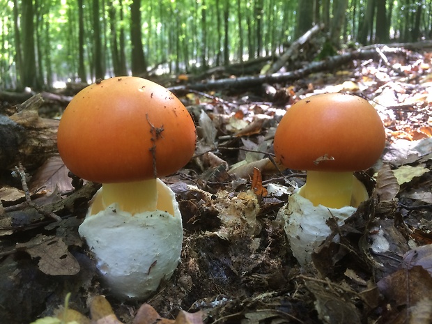 muchotrávka cisárska Amanita caesarea (Scop.) Pers.