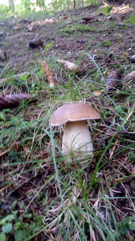 hríb smrekový Boletus edulis Bull.